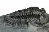 Bug-Eyed Coltraneia Trilobite Fossil - Ofaten, Morocco #352680-1